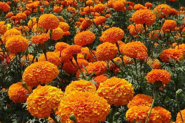 Marigold Flower Collection